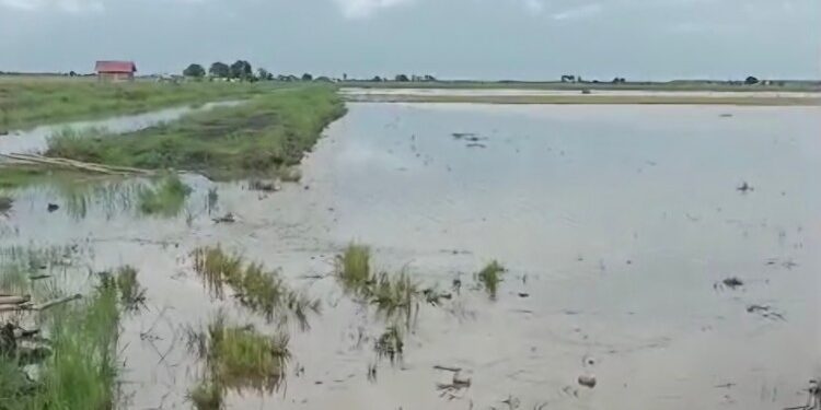 Foto:IST/MATA KALTENG - Banjir yang merendam sawah di Desa Lampuyang, Kecamatan Teluk Sampit, Kabupaten Kotawaringin Timur (Kotim).