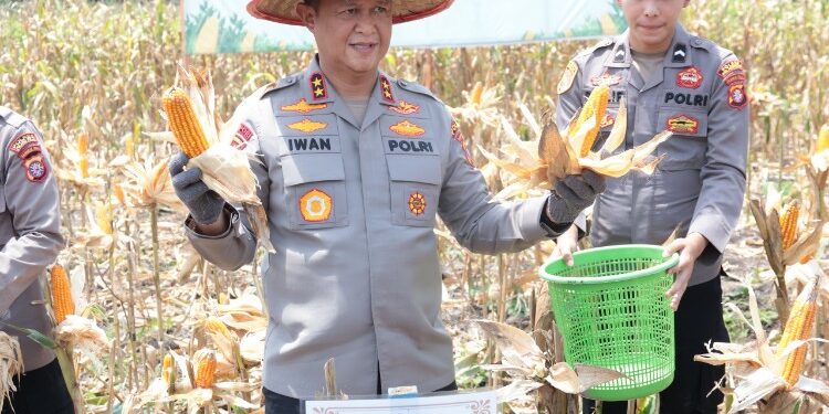 FOTO: MATAKALTENG - Kapolda Kalteng, Irjen Pol Iwan Kurniawan, pada saat melakukan panen jagung.