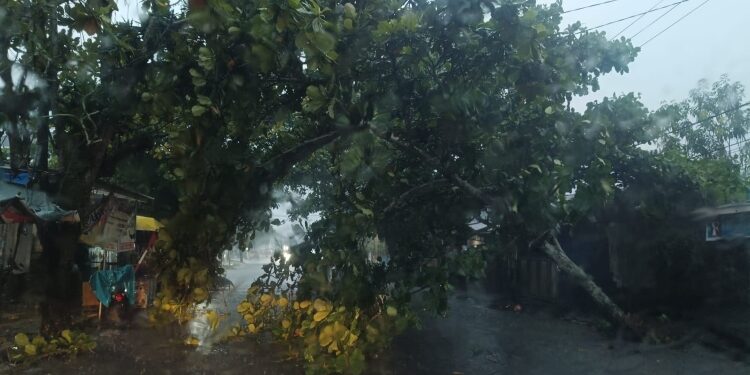 FOTO: IST/MATA KALTENG - Pohon tumbang di Jalan D.I Panjaitan.
