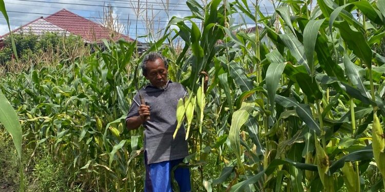 Foto:IST/MATA KALTENG - Petani jagung di Kota Sampit saat panen jelang Tahun Baru.
