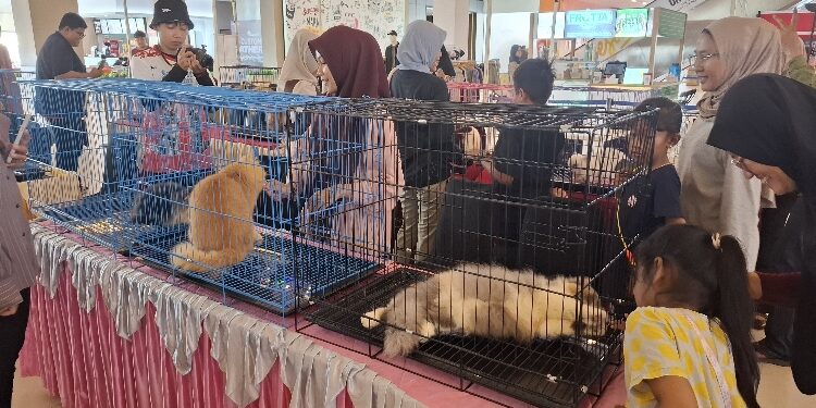 FOTO: DIAN/MATA KALTENG - Suasana Sampit Cat Show di Citimall Sampit, Sabtu 10 Januari 2026.