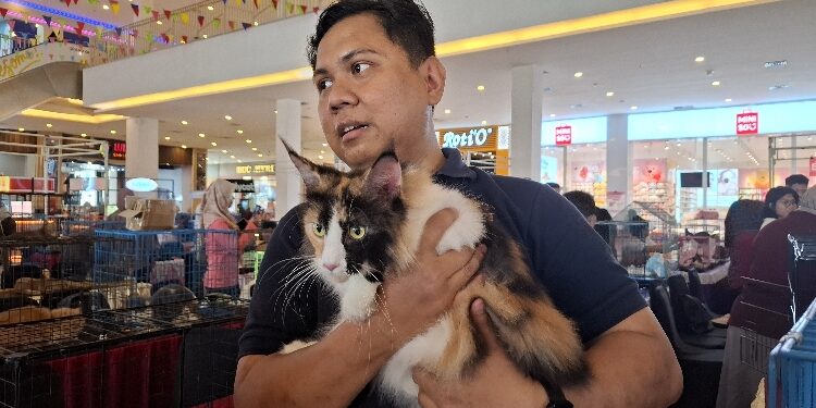 FOTO: DIAN/MATA KALTENG - Singgih saat menunjukkan kucing miliknya berjenis Maine Coon.