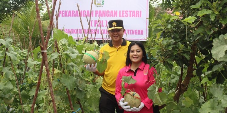 FOTO: Kapolda Kalteng, Irjen Pol Iwan Kurniawan bersama istri, pada saat panen melon.