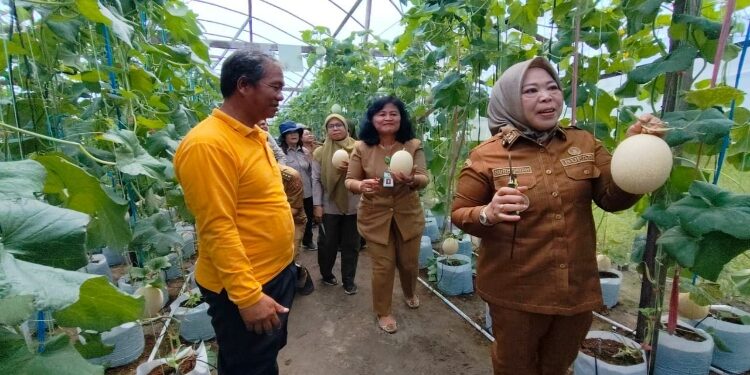 FOTO: IST/MATAKALTENG - Bupati Kotawaringin Barat saat melaksanakan panen melon di P4S Karya Baru Mandiri, Desa Kubu, Kecamatan Kumai, Kabupaten Kotawaringin Barat, Senin 9 Maret 2026.