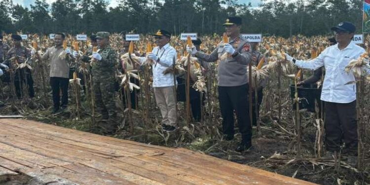 FOTO: IST/MATAKALTENG -Gubernur Kalteng Agustiar Sabran, bersama Kapolda Irjen Pol Iwan Kurniawan, melakukan Panen Raya Jagung Serentak Kuartal II di Tumbang Talaken, Kecamatan Rakumpit, Kota Palangka Raya, Sabtu 16 Mei 2026.
