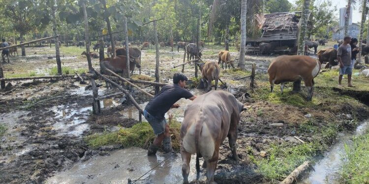 Foto:IST/MATA KALTENG - Penampungan sapi kurban di Jalan HM Arsyad Sampit.