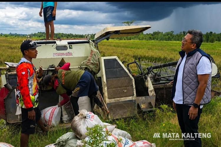 BULOG Kalteng Serap 14.130 Ton Gabah Petani, Stok Beras Dipastikan Aman hingga Akhir Tahun