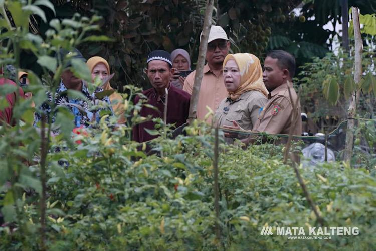 Bupati Kobar Tinjau Kesiapan Desa Bumi Harjo di Lomba Kampung Keluarga Berkualitas Tingkat Nasional 2026