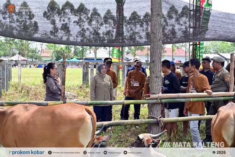 Dorong Ketahanan Pangan Daerah, Pemkab Kobar Gelar Kontes Ternak di Pangkalan Lada